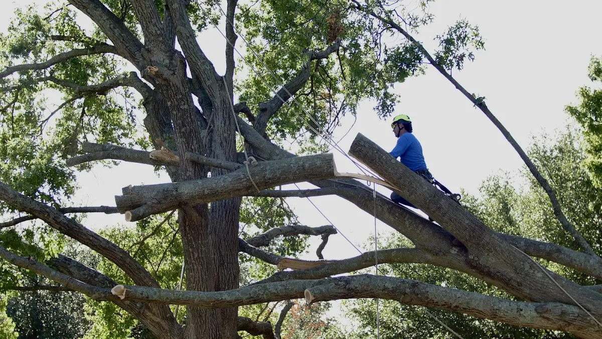Professional Crown Thinning performed by certified arborists in Reston
